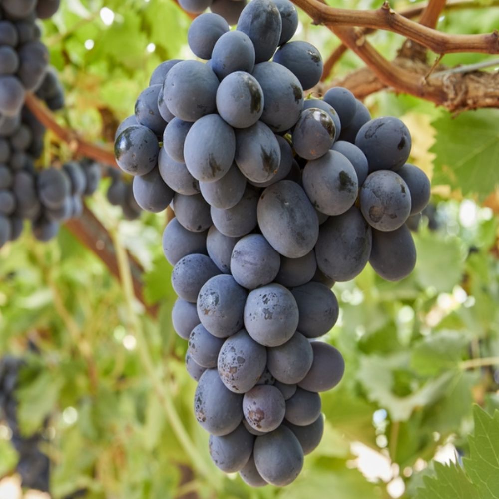 Aust Adora Grapes